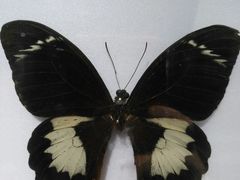 -上海昆虫博物馆