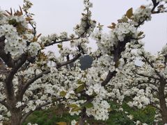 -树山生态村