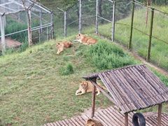-青藏高原野生动物园