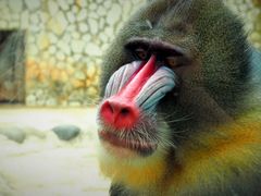 -云南野生动物园