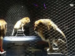 困兽-珠海横琴长隆《卡卡虎奇遇记》