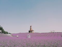 -大塘金香草谷