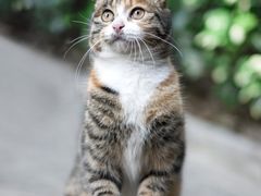 -纳吉亚猫专科动物诊疗中心(蒋宅口分院)