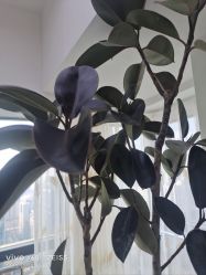 -HEYAN荷妍专业脱毛连锁机构