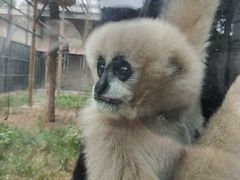 -石家庄市动物园