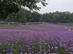 -大塘金香草谷