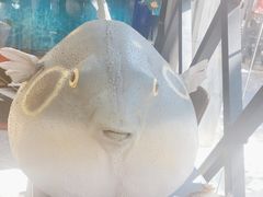 -肆月河豚·新淮扬(金融街店)