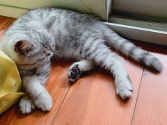 -瑞派福兴宠物医院犬猫全科·骨科·中西医结合(河东店)