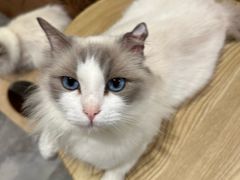 -楼上猫咖(罗湖店)