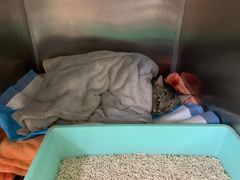 -艾贝尔宠物诊疗