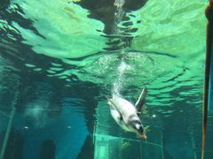 -悉尼海洋生物水族馆