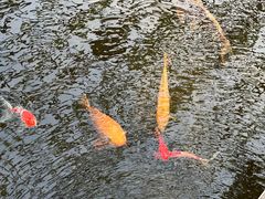 -燕北云山·农家菜·灶台鱼(密云溪翁庄店)