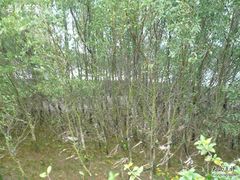 -东寨港红树林旅游区