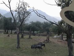 -西安秦岭野生动物园