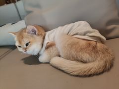 -猫腻·猫咖·撸猫馆(星光大道店)