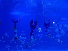 -烟台海昌鲸鲨海洋公园