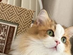 -Bastet sally猫舍购宠(静安店)