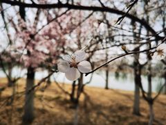 -大兴滨河森林公园