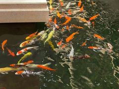 -龙悦湾酒家·八阵鱼生·渔人码头店
