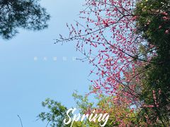 -铁山坪森林公园