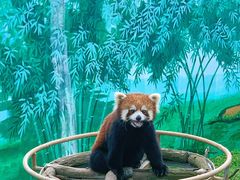 -西霞口神雕山野生动物世界