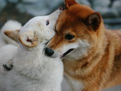 -柴犬高等学院·狗咖·柴犬售卖·宠物训练