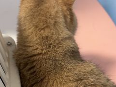 -瑞派福兴宠物医院犬猫全科·骨科·中西医结合(河东店)