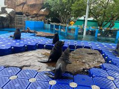 -海合安成都极地海洋公园