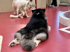 -和它·交个朋友·狗咖猫咖(爱琴海店)