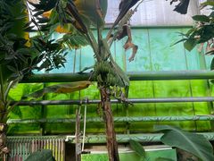 -呀路古热带植物园