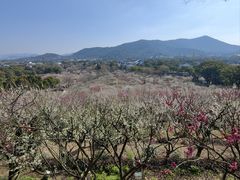 -香雪海