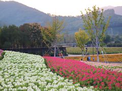 -径山花海