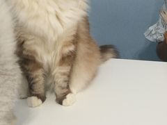 -喵的天空名猫咖啡馆·撸猫·猫舍·用品