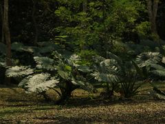 -中国科学院西双版纳热带植物园