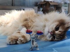 -动物缘宠物医院·骨科·猫科(西二环店)