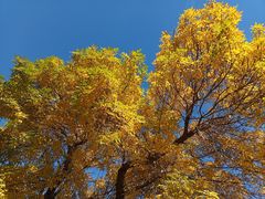 -三里屯东五街银杏大道