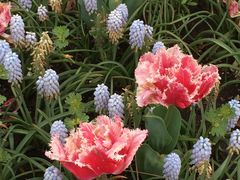 -上海鲜花港