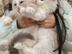 -楼上猫咖(罗湖店)