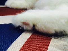 -喵的天空名猫咖啡馆·撸猫·猫舍·用品