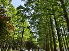 -黄海国家森林公园