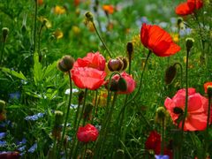 -上海共青森林公园