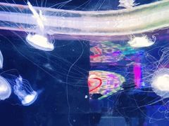 -左海海底世界