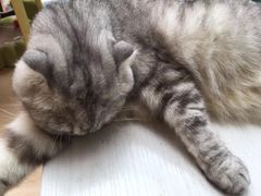 -猫咪派对(江南西店)