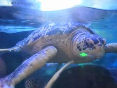 -烟台海昌鲸鲨海洋公园