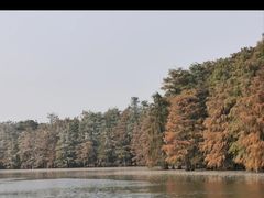 -池杉湖湿地公园
