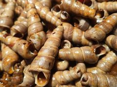 -千滋百味自助海鲜烤肉(布吉景华店)