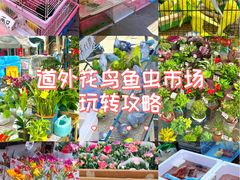 -哈尔滨道外花鸟鱼市场