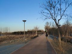 -大兴滨河森林公园