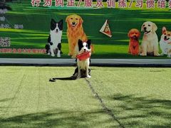 -宠物寄养训练学校