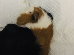 -北京观赏动物医院·24小时大型综合·猫专科·异宠专科